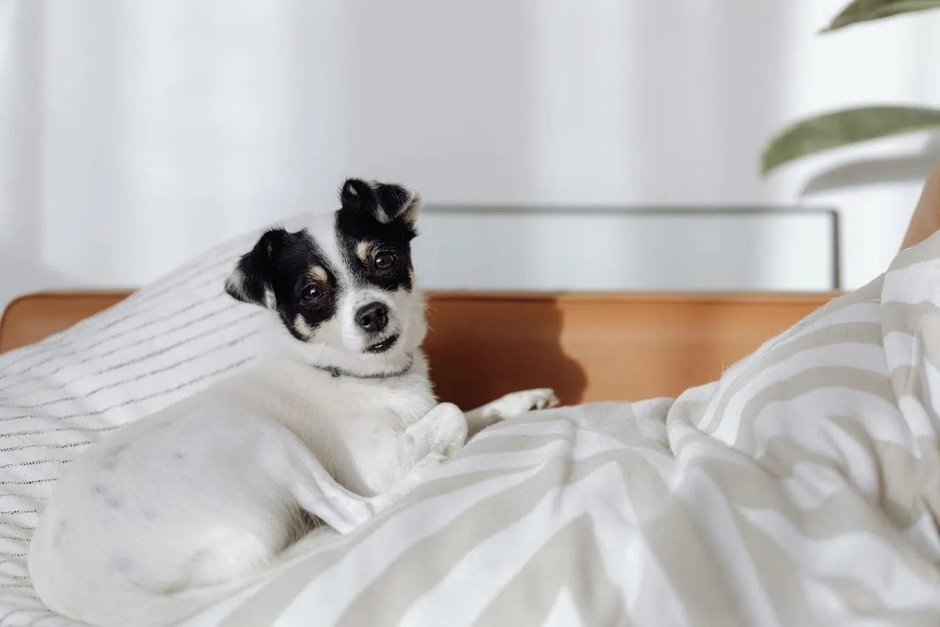 Why your puppy destroys beds, and how to make it stop